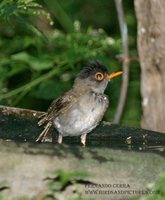 Black-headed Nightingale-Thrush - Catharus mexicanus