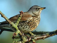 Fieldfare - Turdus pilaris