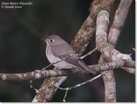 Asian Brown Flycatcher - Muscicapa dauurica