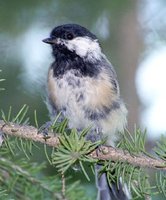 Black-capped Chickadee - Poecile atricapilla