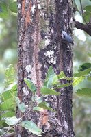 Chestnut-bellied Nuthatch - Sitta castanea