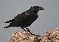 Chihuahuan Raven - Corvus cryptoleucus