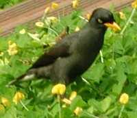 Javan Myna - Acridotheres javanicus