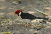 Yellow-billed Cardinal - Paroaria capitata