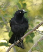 Greater Antillean Grackle - Quiscalus niger