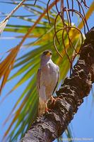 Eastern Pale Chanting Goshawk