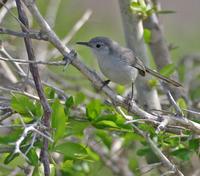 Cuban gnatcatcher, Polioptila lembeyei