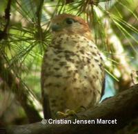 Mauritius Kestrel