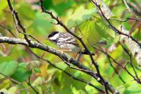 Blackpoll Warbler male in Nashville (5-1-05).jpg