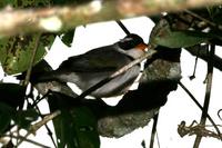 Saffron-billed  sparrow   -   Arremon  flavirostris   -