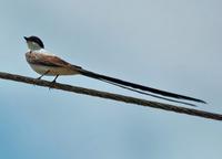 Fork-tailed Flycatcher side  