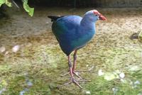 Purple Swamp Hen