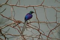 Lapis Lazuli Starling