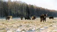 Heck cattle in autumn. Photo A. Liepa