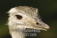 American Rhea , portrait ( Rhea americana ) stock photo