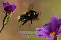Large earth bumble bee ( Bombus terrestris ) stock photo