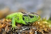 Portrait of a male Sand lizard ( Lacerta agilis ) stock photo