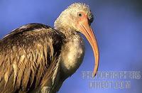 Immature White Ibis , St . Augustine , Florida stock photo