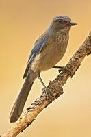 Mexican Jay ( Aphelocoma ultramarina ) , Gila National Forest , New Mexico stock photo