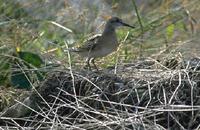 Sharp-tailed Sandpiper