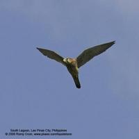 Eurasian Kestrel Falco tinnunculus