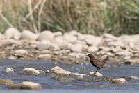 Brown dipper C20D 02229.jpg