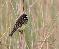 Yellow-breasted bunting C20D 02452.jpg