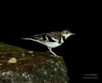Forest Wagtail