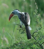 Red-billed Hornbill p.242