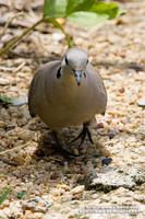 Red Turtle Dove 火斑鳩  O9W4341.jpg