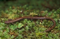 : Batrachoseps attenuatus; California Slender Salamander