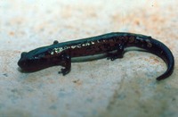 : Bolitoglossa franklini