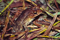 : Bufo leucomyos