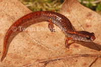 : Hemidactylium scutatum; Four-toed Salamander