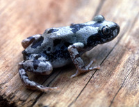 : Kassina maculifer