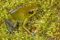 : Oophaga granulifera; Granular Poison Frog