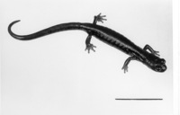 : Pseudoeurycea exspectata