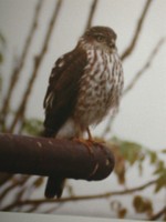 : Accipiter striatus; Sharp-shinned Hawk