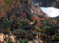 : Haematopus bachmani; Black Oystercatcher