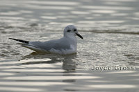 : Larus philadelphia; Bonaparte's Gull