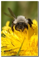 : Andrena vaga