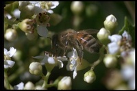 : Apis mellifera; Honey Bee