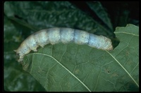 : Bombyx mori; Silk Moth