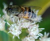 : Eristalinus taeniops