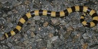 : Simoselaps littoralis; West Coast Banded Snake