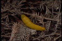 : Ariolimax sp.