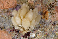 : Leucilla nuttingi; Smooth Urn Sponge