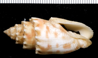 : Mitra stictica