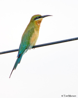 Blue-tailed Bee-Eater