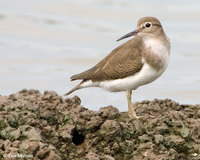 Common Sandpiper